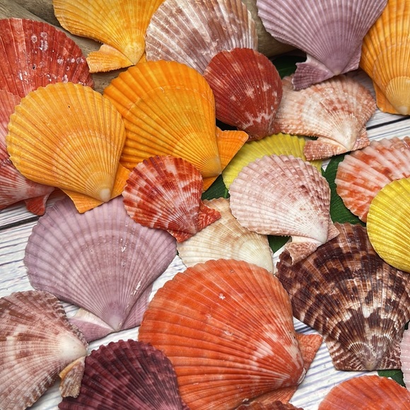 Gorgeous Lot of Colorful Unique Scallop Shells DIY Crafting Collecting Bundle - Picture 10 of 12